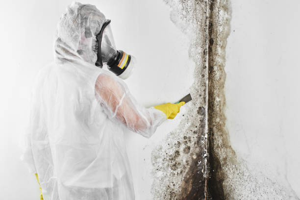 Best Basement Mold Remediation in North Cape May, NJ