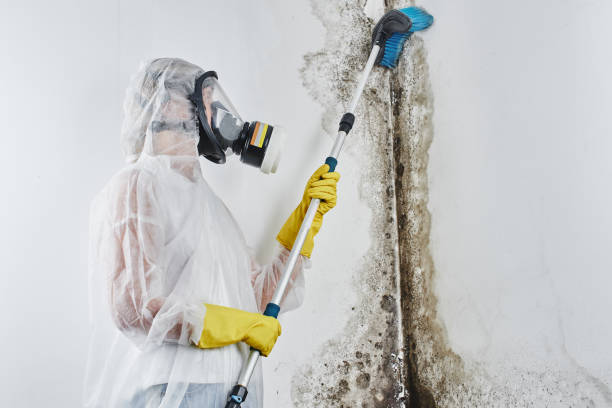 Best Insurance-Related Mold Remediation in North Cape May, NJ