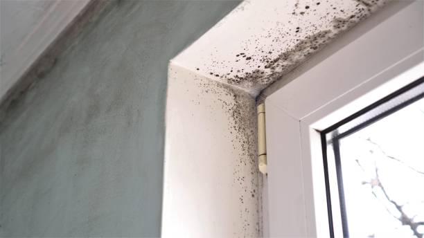 Best Industrial Mold Remediation in North Cape May, NJ