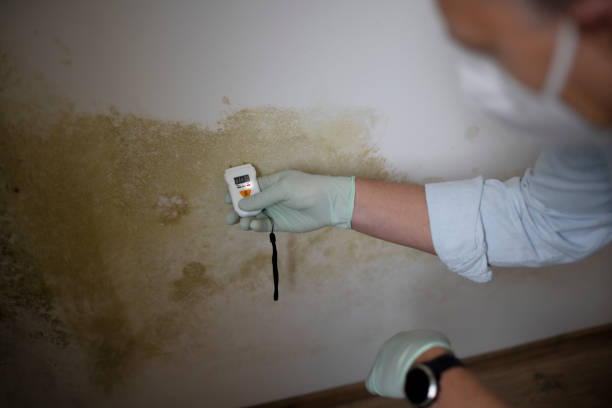 Best Post-Remediation Services in North Cape May, NJ
