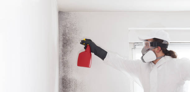 Best Attic Mold Remediation in North Cape May, NJ