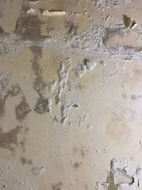 Best Localized Mold Remediation (e.g., coastal areas, humid climates) in North Cape May, NJ