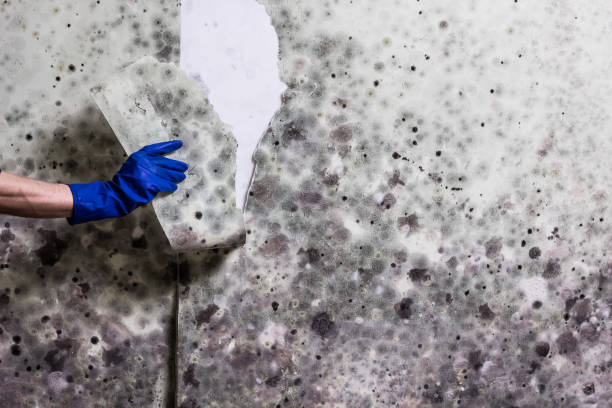 Best Preventive Mold Services in North Cape May, NJ