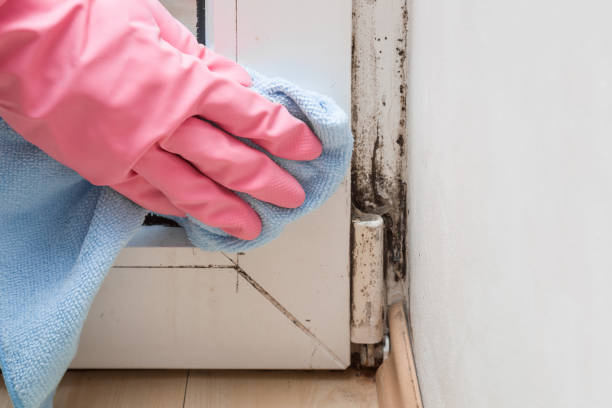 Best Crawl Space Mold Remediation in North Cape May, NJ
