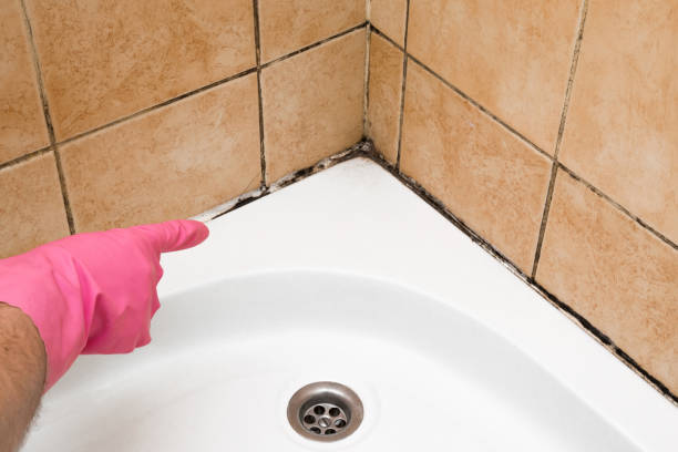 Best Bathroom Mold Remediation in North Cape May, NJ