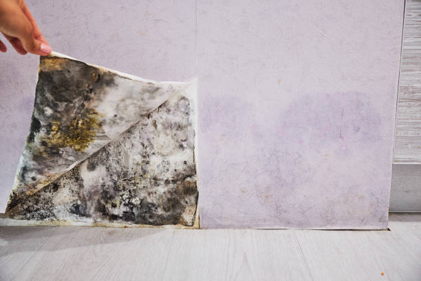 Best Health and Safety Mold Remediation in North Cape May, NJ
